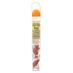 Safari Ltd Organen Toob